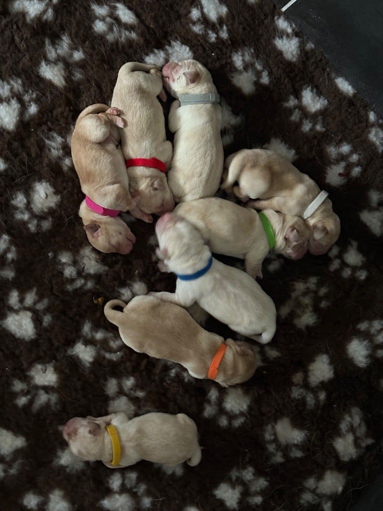 Labrador Retriever - Du Jardin De Texas