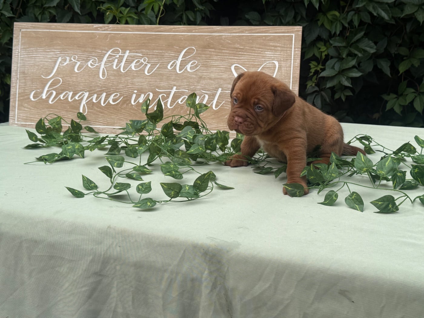CHIOT 2 - Dogue de Bordeaux