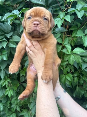 Les chiots de Dogue de Bordeaux