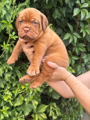 Les chiots de Dogue de Bordeaux