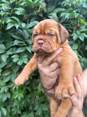 Les chiots de Dogue de Bordeaux
