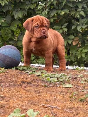 Les chiots de Dogue de Bordeaux