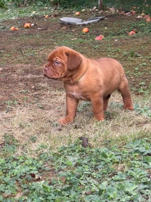 Les chiots de Dogue de Bordeaux