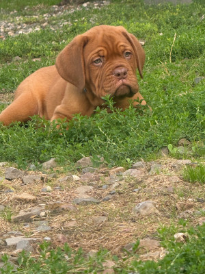 Les chiots de Dogue de Bordeaux