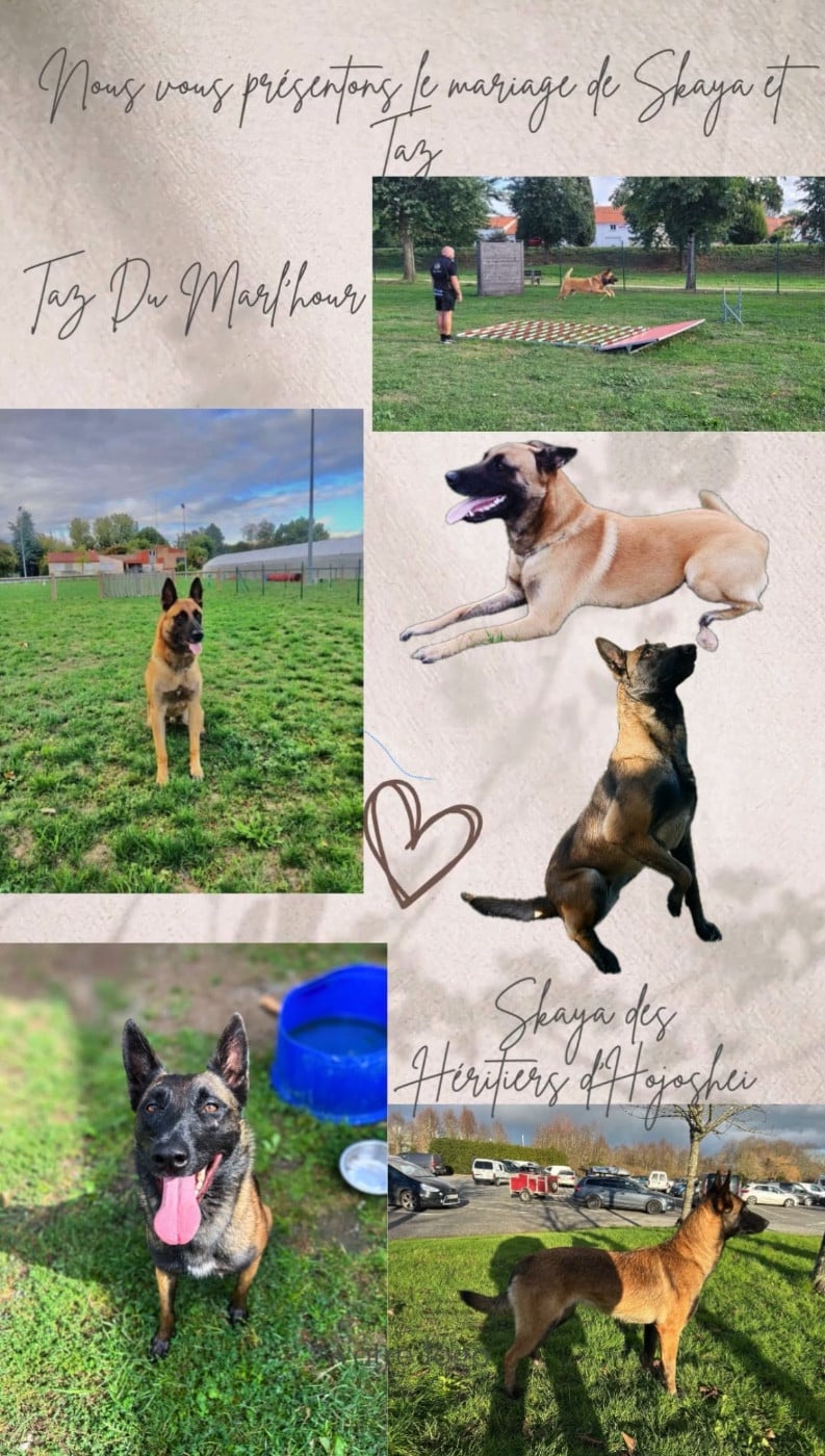 Berger Belge - Of The Black World