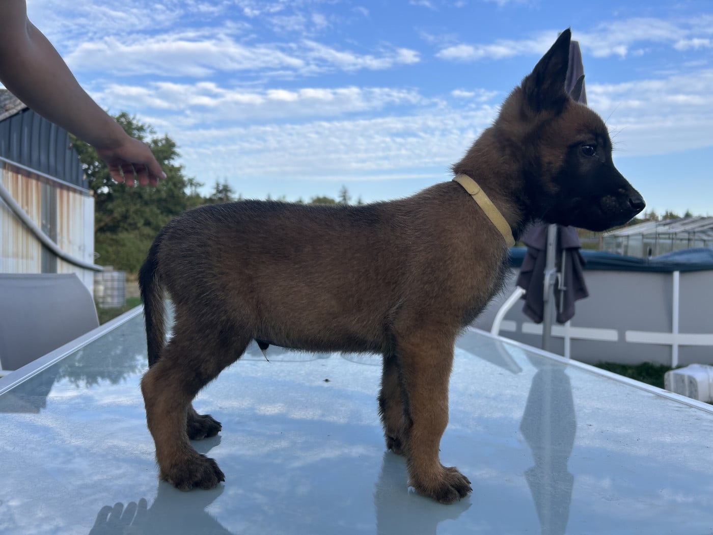 Black - Berger Belge