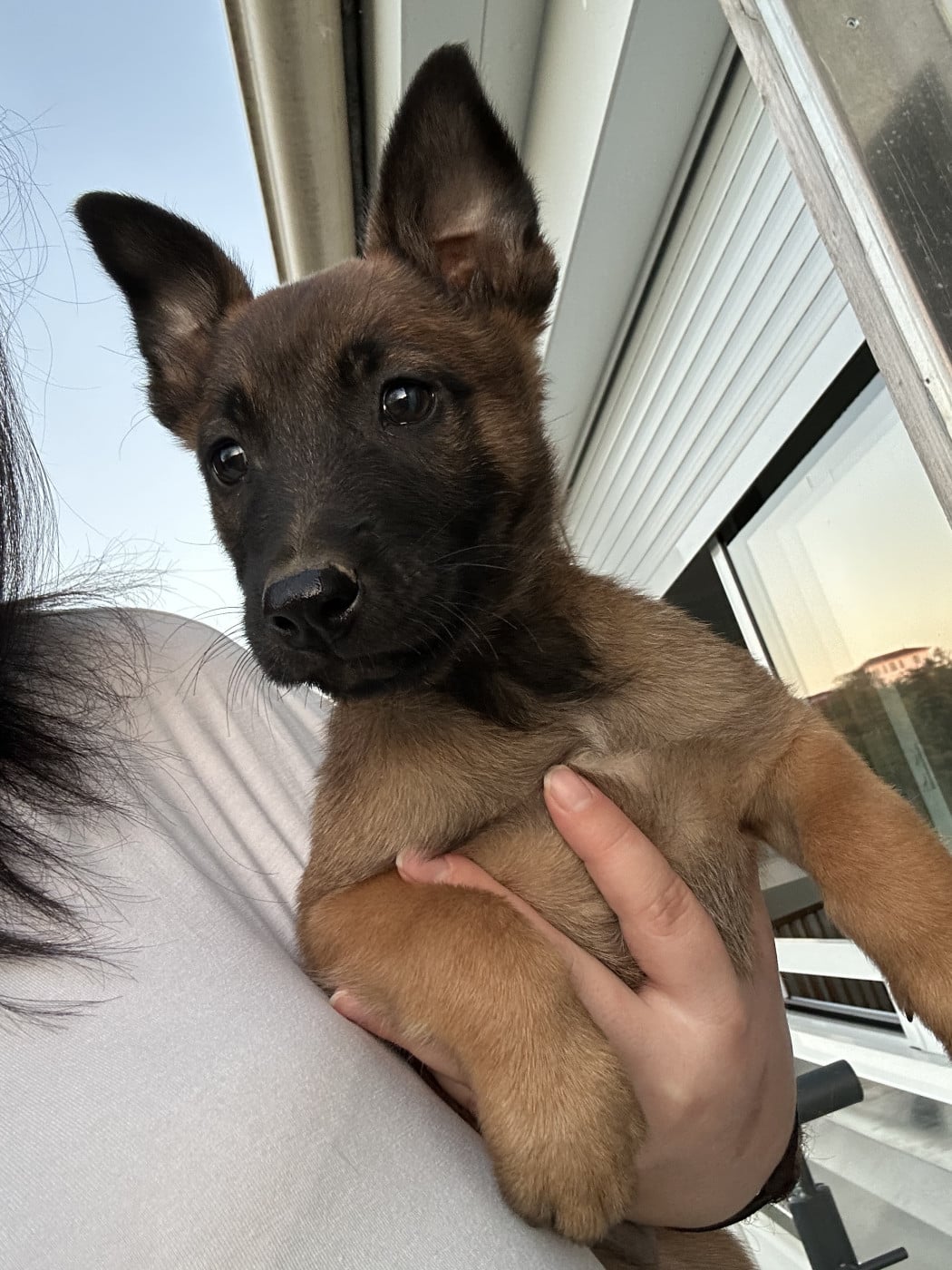 Baya - Berger Belge