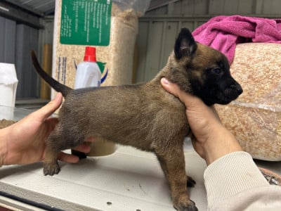 Les chiots de Berger Belge