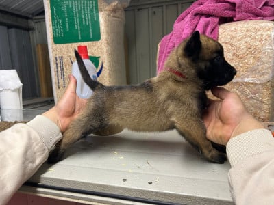 Les chiots de Berger Belge