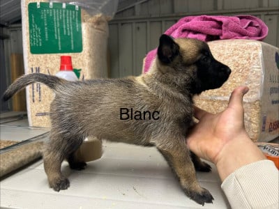 Les chiots de Berger Belge