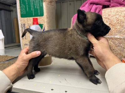 Les chiots de Berger Belge