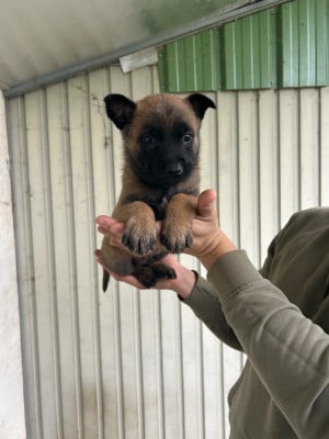 Les chiots de Berger Belge