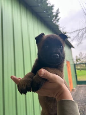 Les chiots de Berger Belge