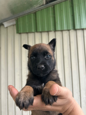 Les chiots de Berger Belge
