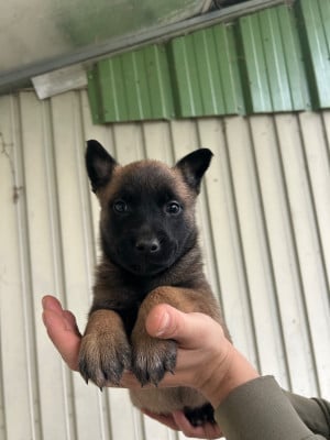 Les chiots de Berger Belge