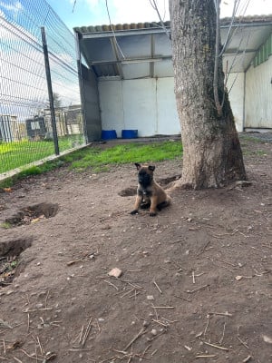 Les chiots de Berger Belge