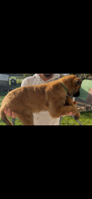 Les chiots de Berger Belge