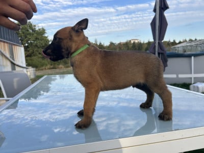 Basko - Berger Belge
