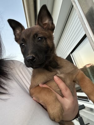 Baya - Berger Belge