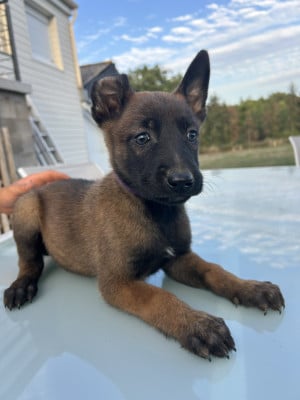 Bella - Berger Belge