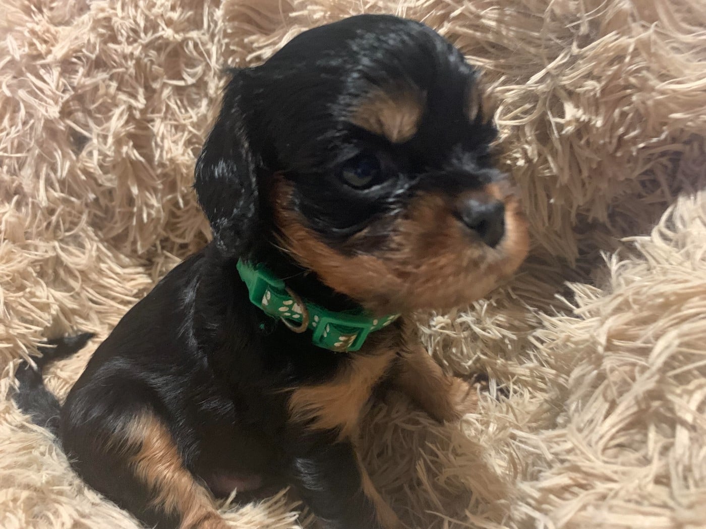 Cavalier King Charles Spaniel - De L'Arche De Cybelle