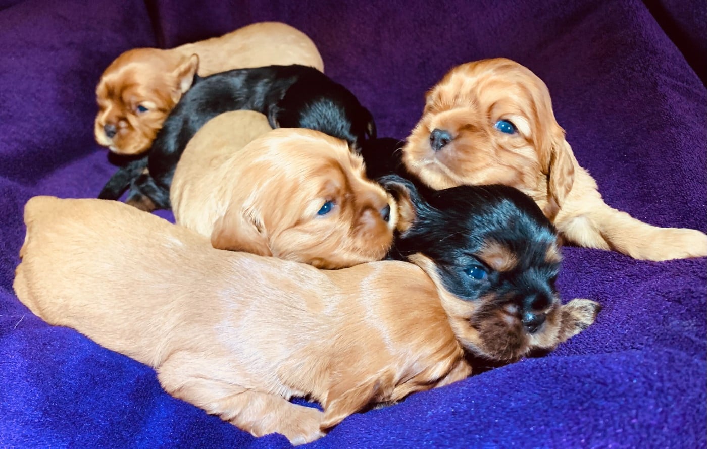 Cavalier King Charles Spaniel - De L'Arche De Cybelle
