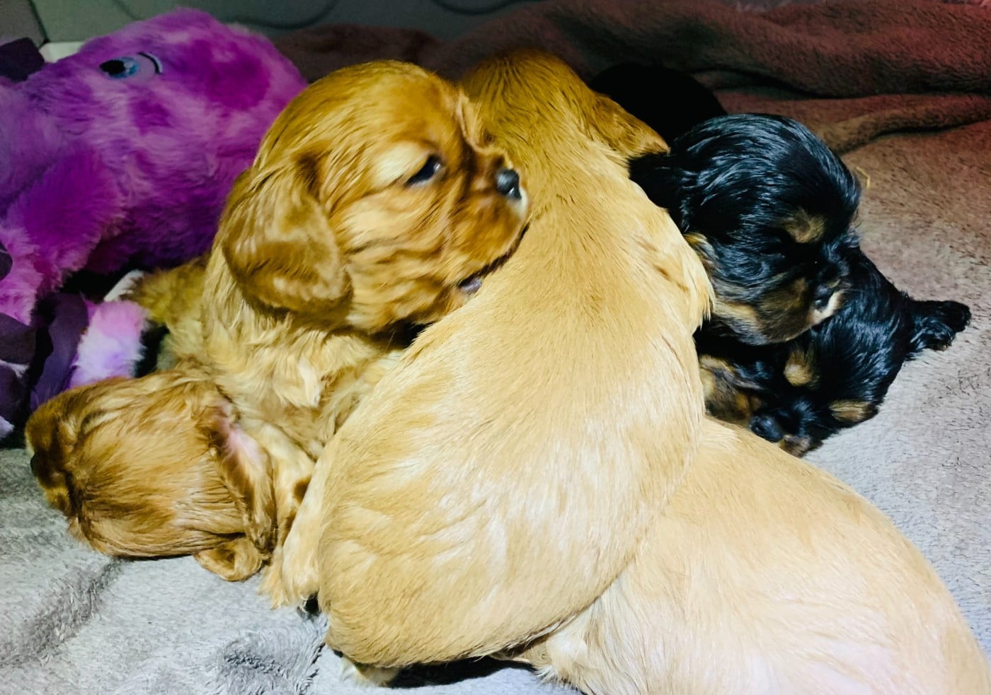 Cavalier King Charles Spaniel - De L'Arche De Cybelle
