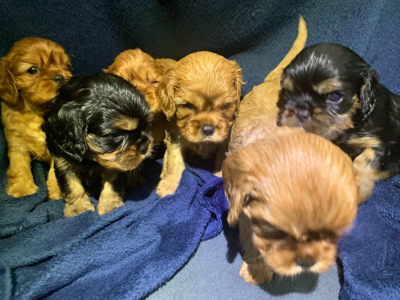 Cavalier King Charles Spaniel - De L'Arche De Cybelle
