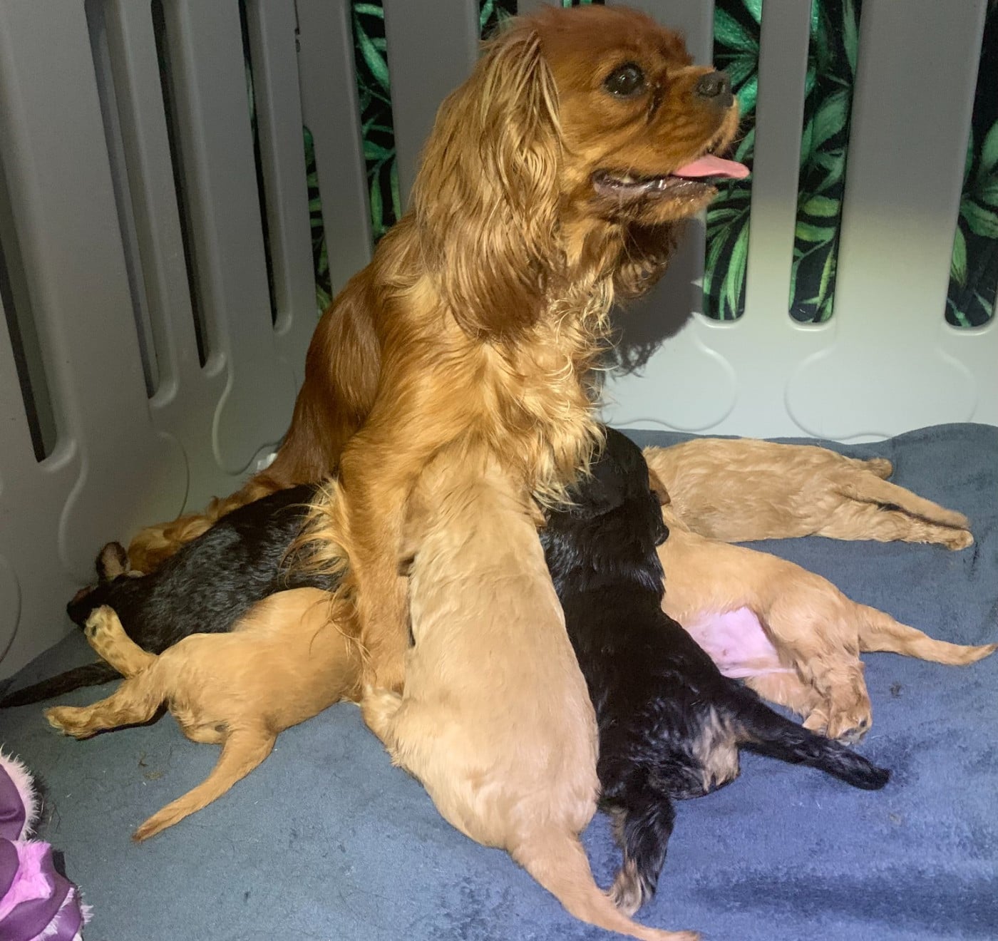 Cavalier King Charles Spaniel - De L'Arche De Cybelle
