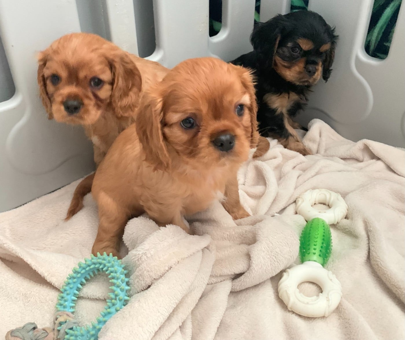 Cavalier King Charles Spaniel - De L'Arche De Cybelle