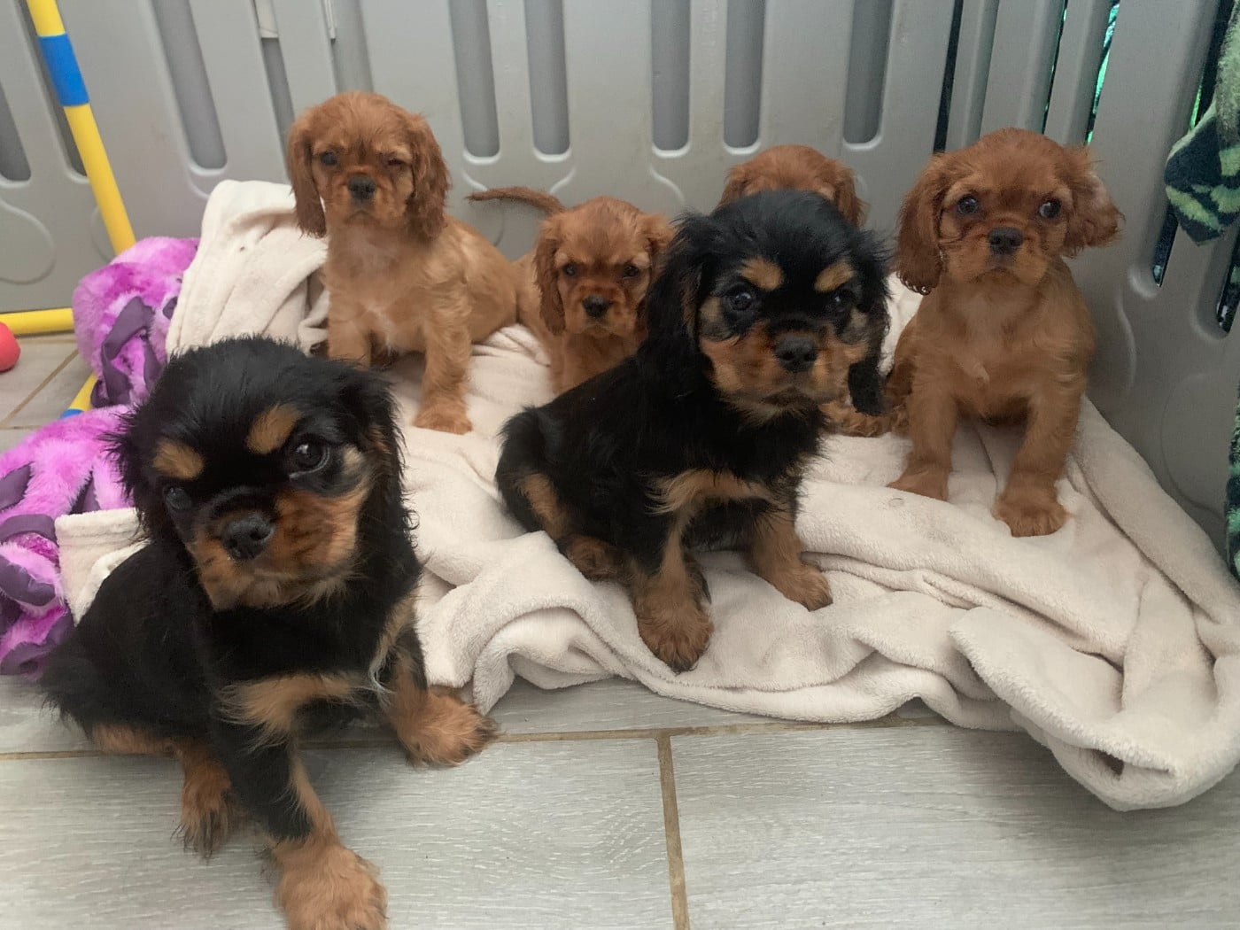 Cavalier King Charles Spaniel - De L'Arche De Cybelle