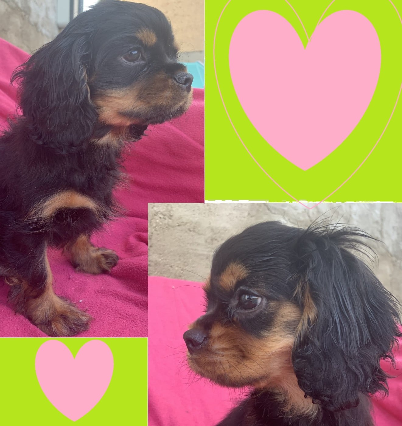 Cavalier King Charles Spaniel - De L'Arche De Cybelle