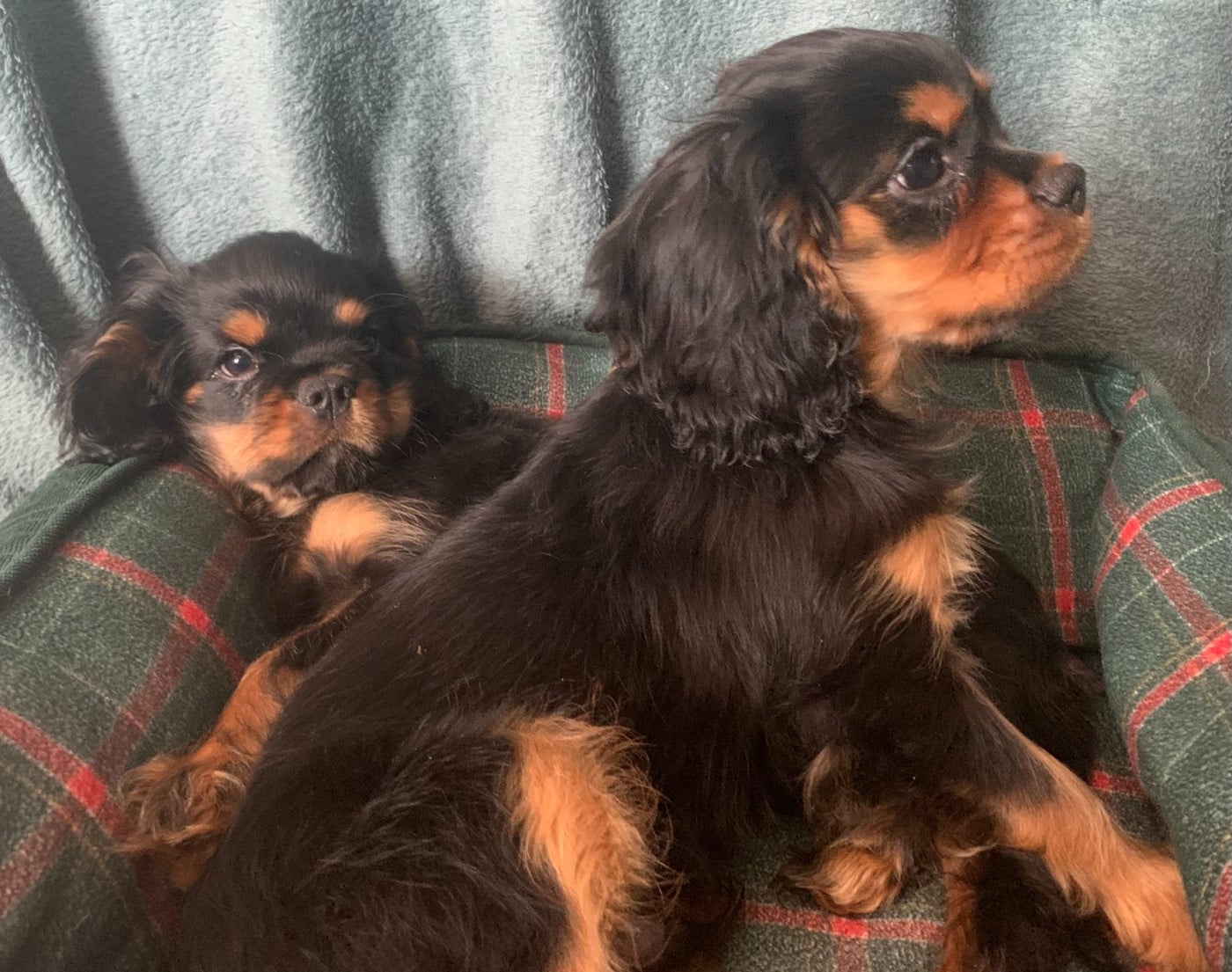 Cavalier King Charles Spaniel - De L'Arche De Cybelle