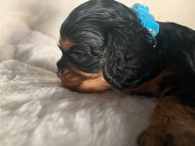 Les chiots de Cavalier King Charles Spaniel