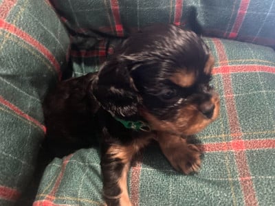 Les chiots de Cavalier King Charles Spaniel