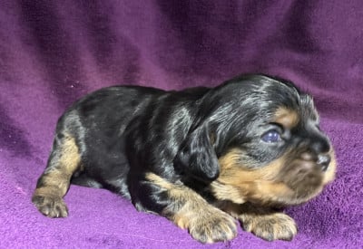 Les chiots de Cavalier King Charles Spaniel
