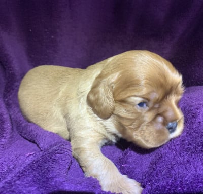 Les chiots de Cavalier King Charles Spaniel