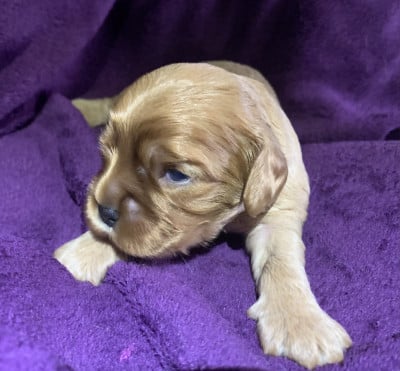 Les chiots de Cavalier King Charles Spaniel