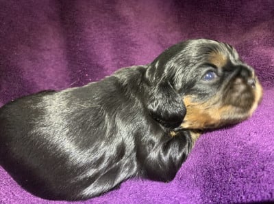 Les chiots de Cavalier King Charles Spaniel