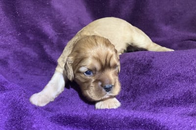 Les chiots de Cavalier King Charles Spaniel