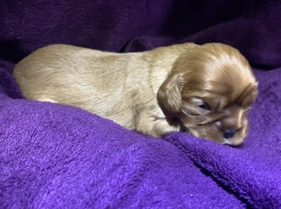 Les chiots de Cavalier King Charles Spaniel