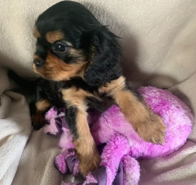 Les chiots de Cavalier King Charles Spaniel