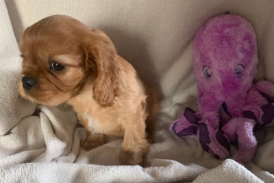 Les chiots de Cavalier King Charles Spaniel