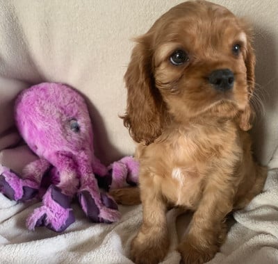 Les chiots de Cavalier King Charles Spaniel