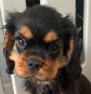 Les chiots de Cavalier King Charles Spaniel