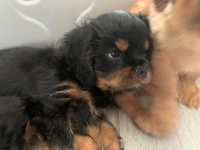 Les chiots de Cavalier King Charles Spaniel