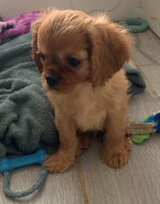 Les chiots de Cavalier King Charles Spaniel