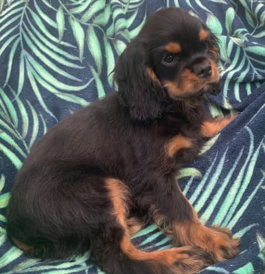 Les chiots de Cavalier King Charles Spaniel
