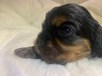 Les chiots de Cavalier King Charles Spaniel