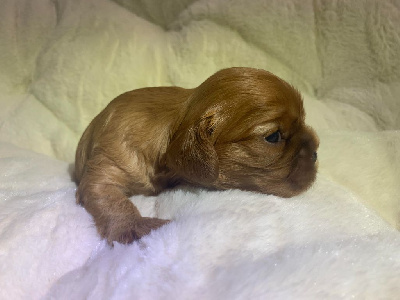 Les chiots de Cavalier King Charles Spaniel